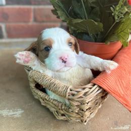 York- quality health tested parents:) - Blenheim male Cavapoo puppy in Brandenburg, Kentucky from Bluegrass River Newfoundlands