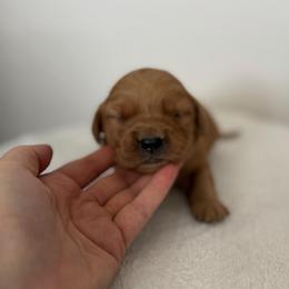 Male 4, Orange - Golden male Golden Retriever puppy in Utah from Deseret Peak Goldens