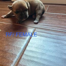 Girl 1 - Fawn female Staffordshire Bull Terrier puppy in Longview, Texas from PWH Farms