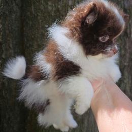 Pixie pup 1 - Chocolate parti male Pomeranian puppy in Carrollton, Georgia from B AND R'S POMERANIAN'S