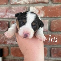 Iris - Fluffy Bluie Tri - Black and tan female American Corgi puppy in Anderson, California from Flying K Corgis