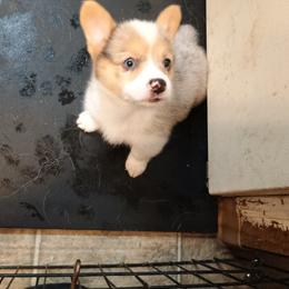 American Corgi and Pembroke Welsh Corgi Puppies from Faery Mount Farm