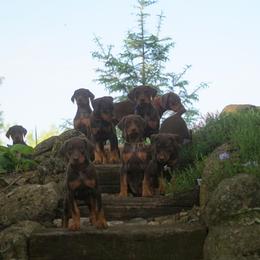 Doberman Pinscher Puppies from Laurel Vail