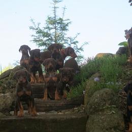 Doberman Pinscher Puppies from Laurel Vail