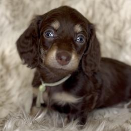 Kenzie's Chocolate and Cream -- Girl (Lt Green collar) - Chocolate and cream female Dachshund puppy in Kalama, Washington from Dazzling Doxies