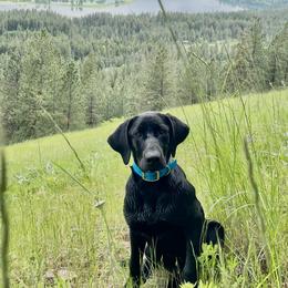 Labrador Retrievers from Oakley's Mountain Top Kennel