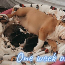 Bulldog Puppies from Dampier Bulldogs Mo