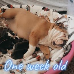 Bulldog Puppies from Dampier Bulldogs Mo