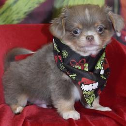 Prancer - Blue and tan male Chihuahua puppy in Gloucester, Virginia from Charlotte's Web of Chihuahuas