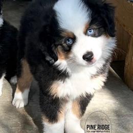 Girl 1 Poppy - Black tri female Miniature Australian Shepherd puppy in Bristow, Iowa from Pine Ridge Toy and Mini Aussies