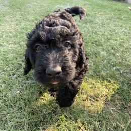 Blaze - Black female Bernedoodle puppy in Edmond, Oklahoma from Elle and Oak Farms