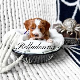 Belladonna - Red  female Goldendoodle puppy in Springville, Utah from Happy Doodle