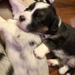 Florence (Yellow Collar) - Black and white female Cardigan Welsh Corgi puppy in Greensboro, North Carolina from Wynnewood Kennels