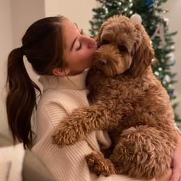 Goldendoodle puppies from Amber Moon Goldendoodles