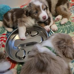 Miniature American Shepherd Puppies from Azure Miniature American Shepherds