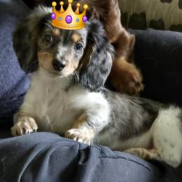 Adorable Dapple Piebald Dachshund  Special Little Boy Looking for the Perfect Home - Dapple male Dachshund puppy in Stanwood, Washington from The Love of Dachshunds