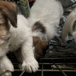 Girl 1 - Russell Terrier puppy from Hawk’s Nest Kennels