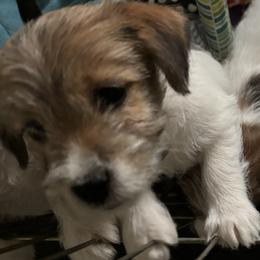 Girl 1 - Russell Terrier puppy from Hawk’s Nest Kennels