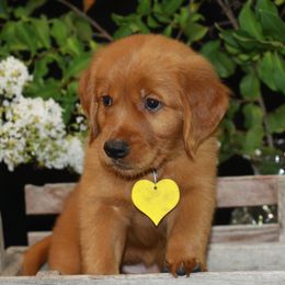 Girl 2 - female Golden Retriever puppy in Hallettsville, Texas from Grand Oaks Goldens