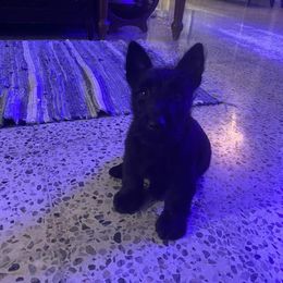Scottish Terrier Puppies from Pilot Mtn Scottie’s