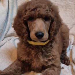 Yellow girl - Red  female Poodle puppy in Toms River, New Jersey from Bayview Poodles