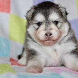 Magpie - Gray and white female Pomsky puppy in Centerville, Iowa from LJ Kennels Pomskies, LLC