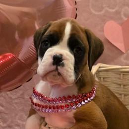 Meet Magnolia, she is a beautiful flashy girl - Fawn female Boxer puppy in Evans, Georgia from Kimberly's Boxers