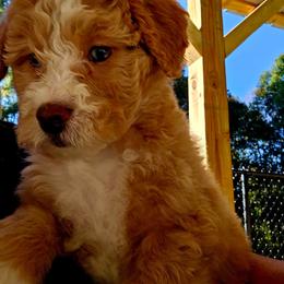 Honey - Yellow and white female Bernedoodle puppy in Olin, North Carolina from Rocky Creek Raised