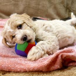 Bernedoodle and Goldendoodle Puppies from Doodles are Amazing
