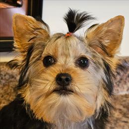 Trixie - Black and tan female Yorkshire Terrier puppy in Jamestown, Tennessee from Royal  Furbabies