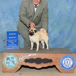 Feng - Pug