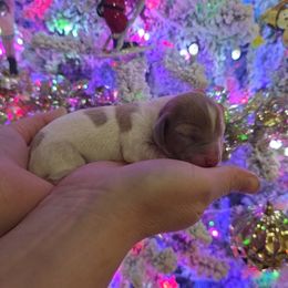 Isabella Pie boy - Fawn (Isabella) male Dachshund puppy in West Plains, Missouri from Spring Creek Dachshunds