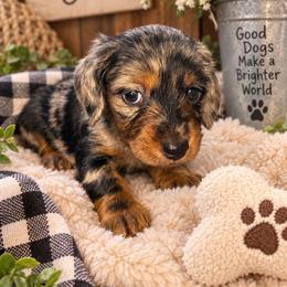 Turbo - Dapple male Dachshund puppy in Richwood, West Virginia from Wild and Wonderful Wieners