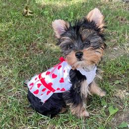 Yorkshire Terriers from Precious Yorkie Babies