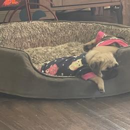 Bulldog and Pug Puppies from Love that bulldog lewter family