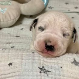 Dalmatian and Labrador Retriever Puppies from ECMO Farm Dalmatians & Labrador Retrievers