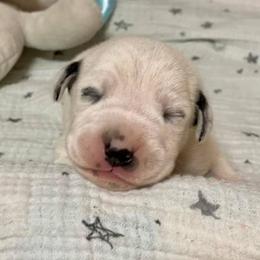 Dalmatian and Labrador Retriever Puppies from ECMO Farm Dalmatians & Labrador Retrievers