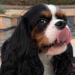 Cavalier King Charles Spaniels from Land of Cavaliers