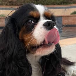 Cavalier King Charles Spaniels from Land of Cavaliers