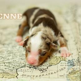 Cheyenne - Red merle female Miniature Australian Shepherd puppy in Waco, Texas from Blue Rain Aussies