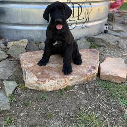 Beatle - Black male Giant Schnauzer puppy in Bois D’arc, Missouri from Down Low Kennels