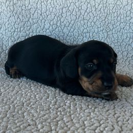 Black-Tan - Black and tan male Dachshund puppy in Ledbetter, Texas from Big Dream Acres