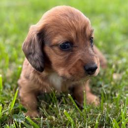 Murphy - Dapple male Dachshund puppy in Greenup, Kentucky from Tygart Creek Dachshunds