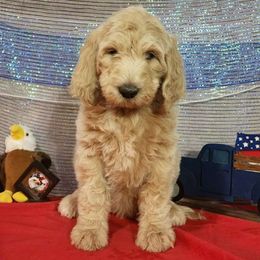 Victory - Labradoodle puppy from Oodles of poodles and doodles