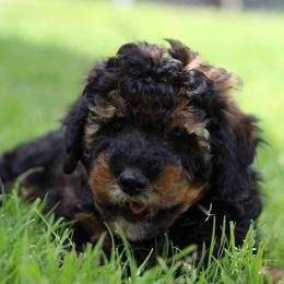 S'more - Phantom female Bernedoodle puppy in Springtown, Texas from North Texas Puppies