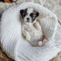 Korean Babydoll Isha - White and tan female Maltese puppy in Barren Springs, Virginia from Seeking Shalom Acres Maltese, Maltipoos & Havamalts