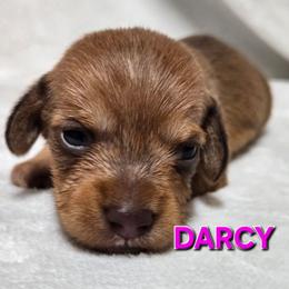 Darcy-soft wirehair - Red female Dachshund puppy in Blair, Oklahoma from North Fork Doxies-Okla