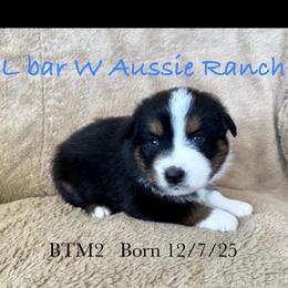 Uncle Eric - Black tri male Miniature Australian Shepherd puppy in Midway, Texas from L Bar W Aussie Ranch