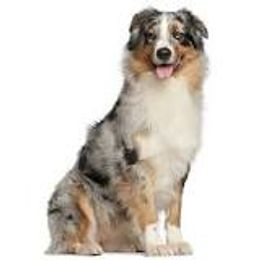 Australian Shepherd Puppies from Lakes Australian Shepherds