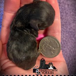 Yorkshire Terrier Puppies from Tinseltown Yorkies